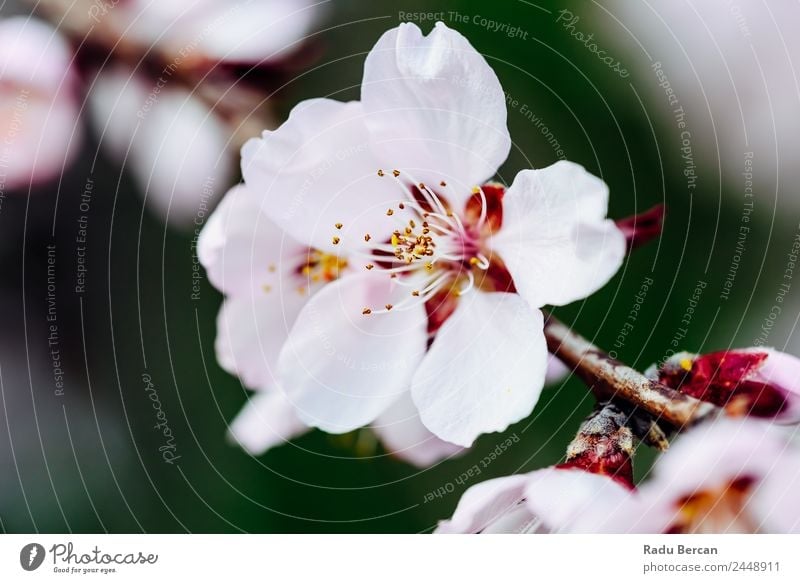 Pink Cherry Tree Flowers Blossom Close Up In Spring Branch Background picture White Nature Beautiful Close-up Macro (Extreme close-up) Plant Garden Blooming
