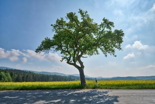 Tree - Street - Rapsfeld Lifestyle Style Harmonious Environment Nature Landscape Air Sky Clouds Sun Spring Climate Beautiful weather Motoring Country road