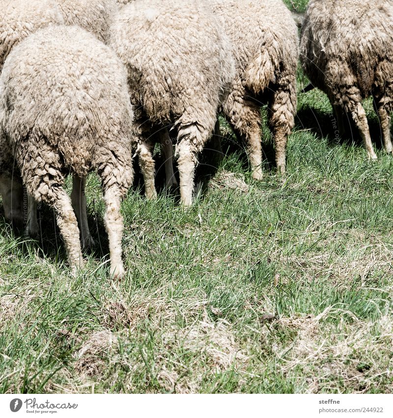 ball of wool Animal Farm animal Sheep Group of animals Herd To feed Meadow Flock Wool Colour photo Subdued colour Exterior shot Day Animal portrait