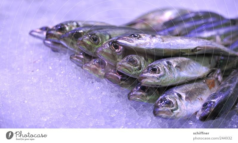 Yes, isn't it Friday? Group of animals Lie Fish Mackerel Smelly Nutrition Food Fishery Markets Offer Marine animal Delicious Ice Interior shot