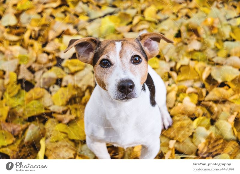 Portrait of cute dog in yellow autumn linden leaves Happy Leisure and hobbies Playing Friendship Adults Nature Autumn Weather Leaf Park Forest Pet Dog Sit Funny