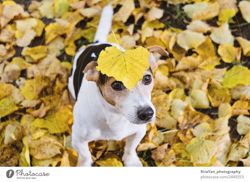Funny dog with big yellow leaf on head Happy Leisure and hobbies Playing Friendship Adults Nature Autumn Weather Leaf Park Forest Pet Dog Sit Cute Brown Yellow