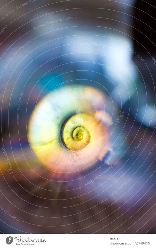 What's curious is, don't look in the middle. Snail Snail shell Spiral Rotate Exceptional Simple Uniqueness Trashy Multicoloured Surprise Dream Reluctance