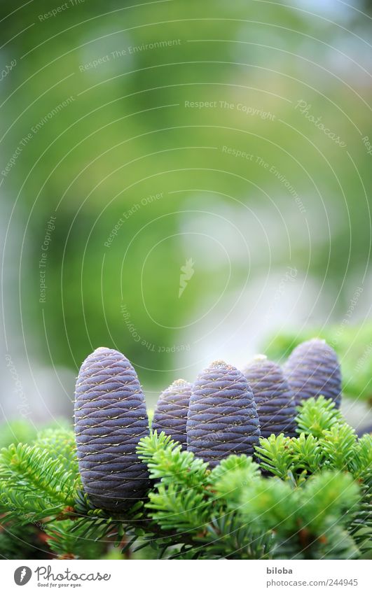 tenons Nature Plant Tree Fir tree Cone Fresh New Green Violet 5 Exterior shot Back-light Shallow depth of field