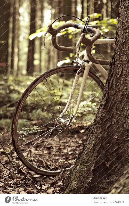 Back to the roots #1 Style Joy Freedom Bicycle Nature Tree Forest Hip & trendy Brown White Uniqueness singlespeed Colour photo Subdued colour Exterior shot