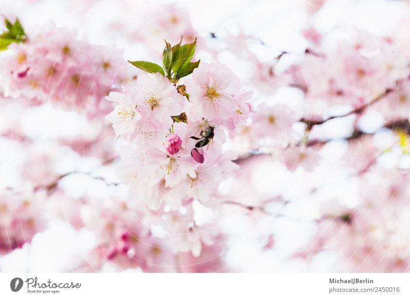 cherry blossoms Nature Sunlight Spring Beautiful weather Plant Tree Blossom Green Pink Cherry blossom Bud Colour photo Exterior shot Close-up Day