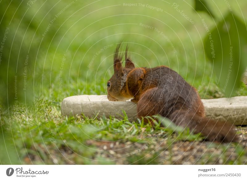 squirrels Environment Nature Plant Animal Sun Spring Summer Autumn Climate Beautiful weather Grass Bushes Garden Park Meadow Forest Wild animal Animal face Pelt