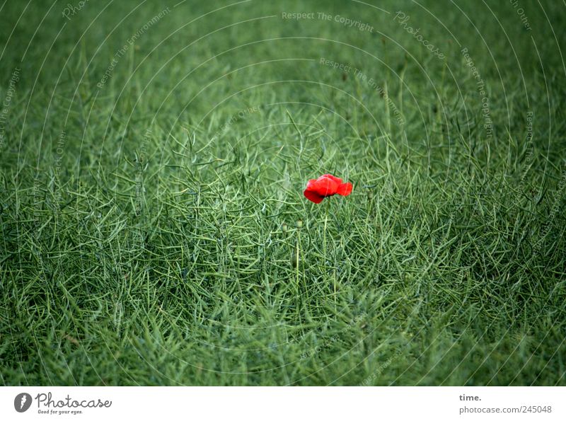 Little Red Riding Hood 1 Human being Plant Flower Field Illuminate Juicy Green Loneliness Colour Center point Poppy Individual Patch Patch of colour Grass green