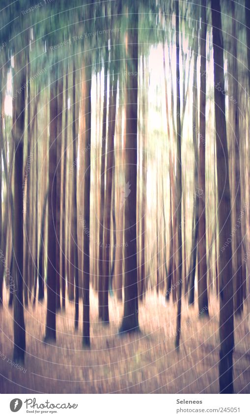 stripes Vacation & Travel Trip Freedom Environment Nature Landscape Summer Plant Tree Forest Line Stripe Bright Abstract Colour photo Exterior shot Deserted Day