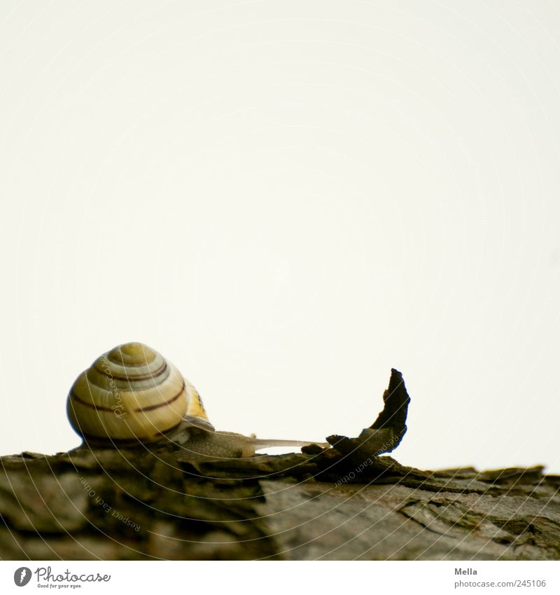 Always further Environment Nature Animal Tree bark Snail Snail shell 1 Small Natural Cute Time Crawl Slowly Colour photo Exterior shot Deserted Copy Space top