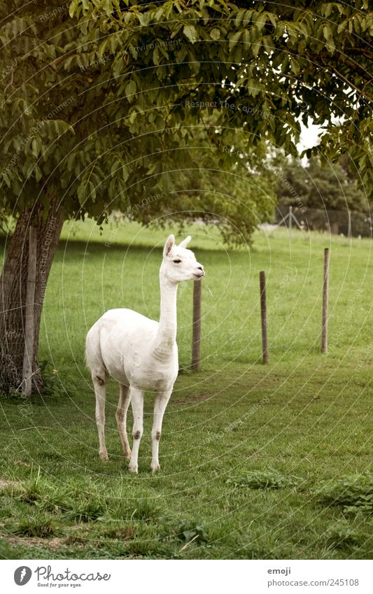 cool llama with blade of grass Animal Farm animal Petting zoo 1 White Llama four-legged friends Colour photo Exterior shot Deserted Copy Space right Day