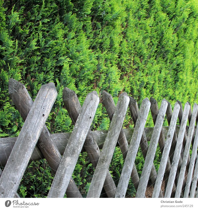 property line Wood Brown hunting fence Fence Fence post Gap in the fence Square Wooden board Bushes Green Foliage plant Back Real estate Boundary line Garden