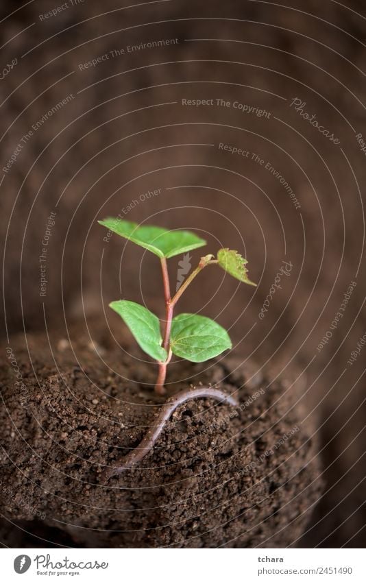 New life - young plant and a worm Vegetable Coffee Money Life Garden Gardening Financial Industry Business Environment Nature Plant Earth Spring Tree Leaf Worm