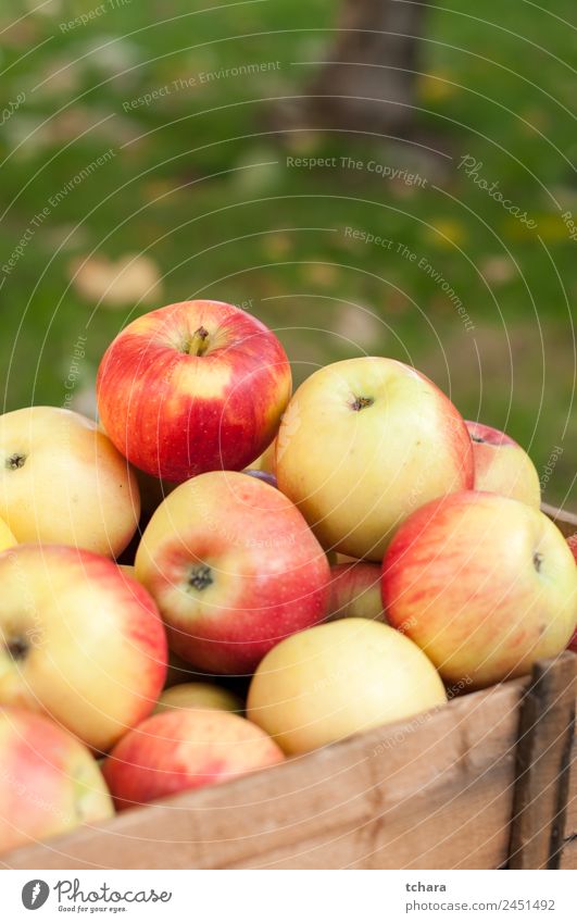 Ripe apples Fruit Apple Nutrition Diet Nature Autumn Tree Leaf Container Packaging Wood Old Fresh Delicious Natural Yellow Gold Green Red Colour Harvest Crate