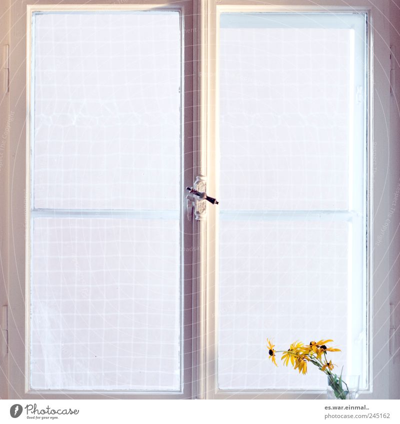 at home. Flat (apartment) Living room Window Flower Blossoming Bright Yellow Contentment Warm-heartedness Romance Calm Orderliness Cleanliness Purity Modest