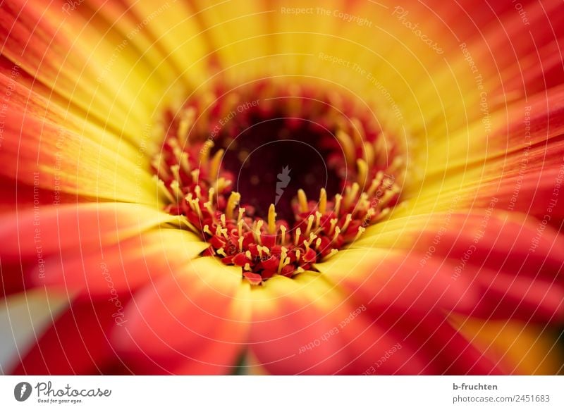 Gerbera - Blossom Summer Flower Yellow Red Beautiful Pistil Garden Blossoming Exterior shot Close-up Macro (Extreme close-up) Deserted Day