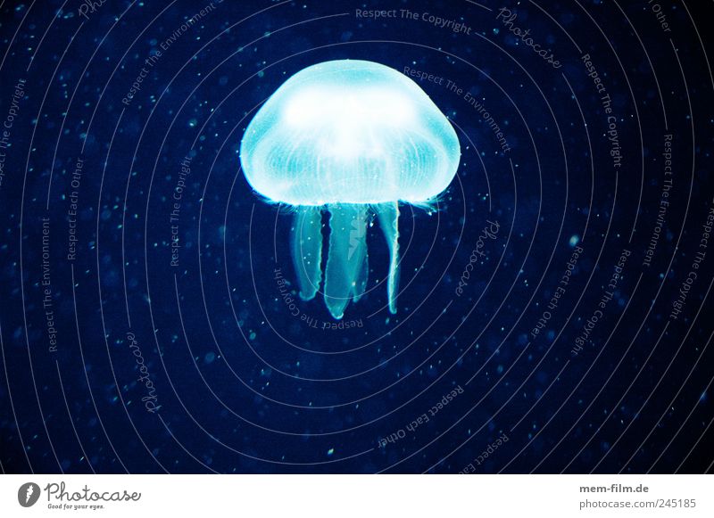 alien Jellyfish Aquarium Poison Glittering Lighting Ocean Marine animal Seafood Sea water Nettle animal Mollusk Environmental pollution Medusa head Dive