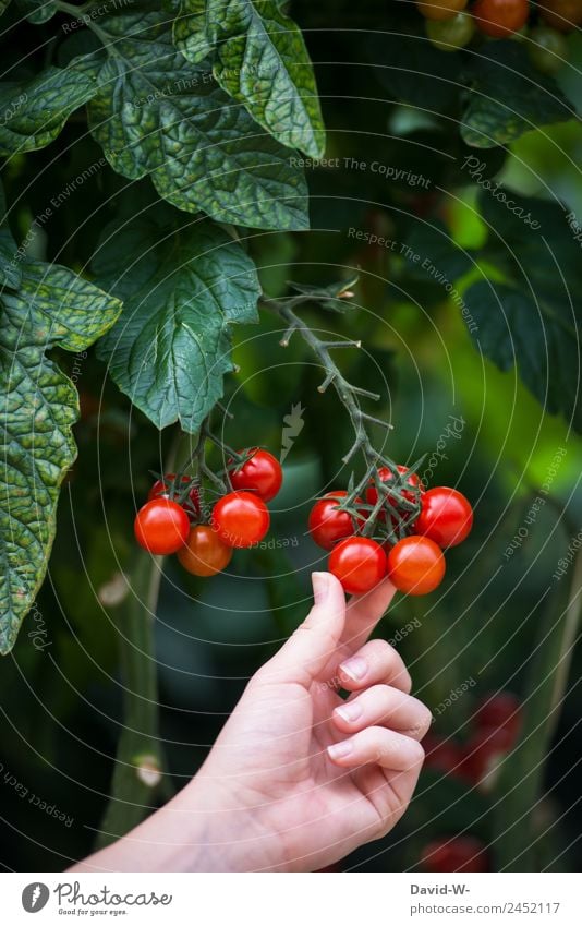 Delicious and healthy Human being Feminine Hand Fingers 1 Art Environment Nature Summer Climate Climate change Beautiful weather Plant Growth Small Round Red