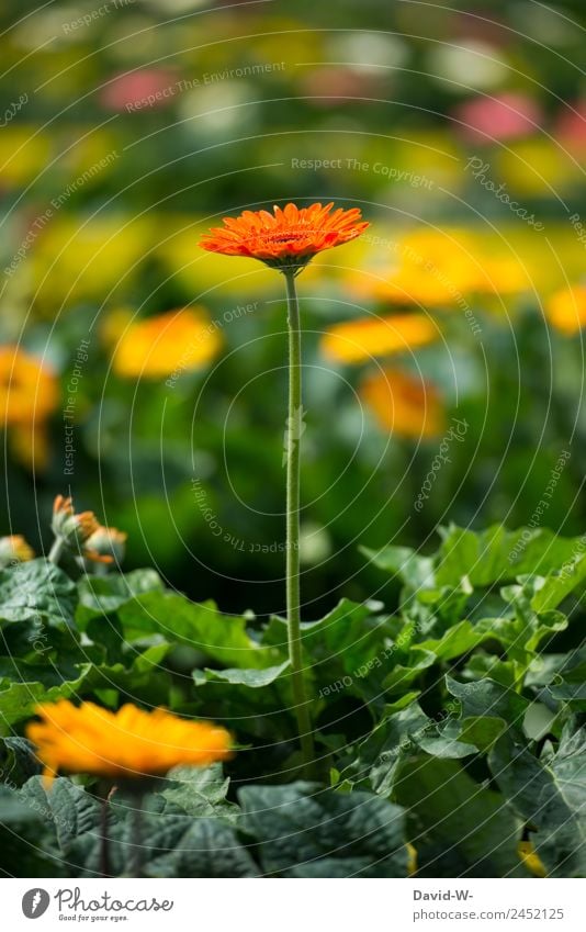 stick out Art Work of art Painting and drawing (object) Environment Nature Landscape Plant Sunlight Spring Summer Climate Weather Beautiful weather Flower