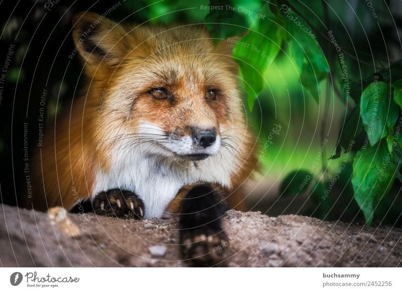 Red fox in the bushes Zoo Nature Bushes Animal Wild animal Fox 1 Lie Looking Brown Green Colour photo Exterior shot Deserted Copy Space right Day