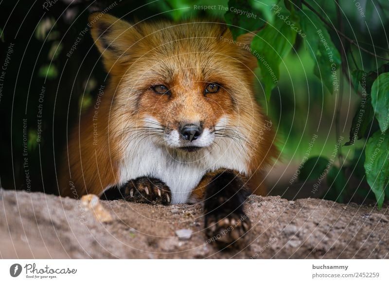 red fox Animal Wild animal Animal face Pelt Claw Paw Fox 1 Smart Red Red fox Living thing Curiosity Bushes Mammal Looking into the camera Nature Free-living Lie