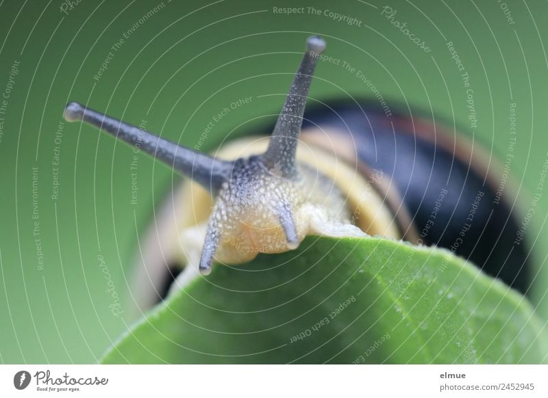 Garden snail XIV Leaf Wild animal Snail Goggle eyed Feeler Snail shell Suck-up Looking Informer Spiral Movement Authentic Natural Slimy Brave Serene Patient
