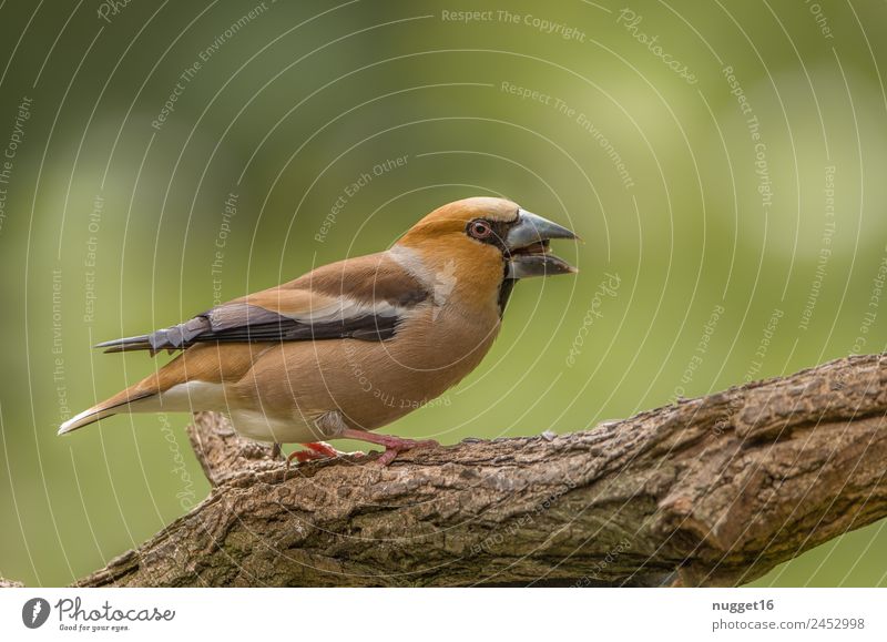 hawfinch Environment Nature Animal Sun Spring Summer Autumn Beautiful weather Plant Tree Garden Park Forest Wild animal Bird Animal face Wing Claw Hawfinch 1