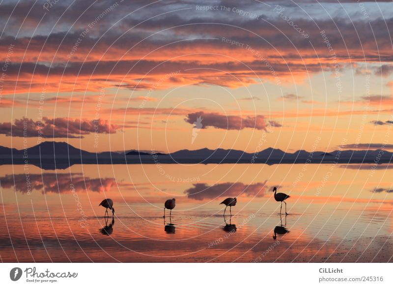 Flamingo Formation I Environment Nature Landscape Water Sky Clouds Sunrise Sunset Lakeside Desert Animal Wild animal 4 Group of animals Esthetic Authentic