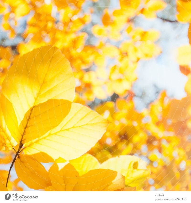 gold leaf Autumn Tree Leaf Warmth Yellow Gold Beech tree Colour photo Exterior shot Close-up Deserted Isolated Image Sunlight