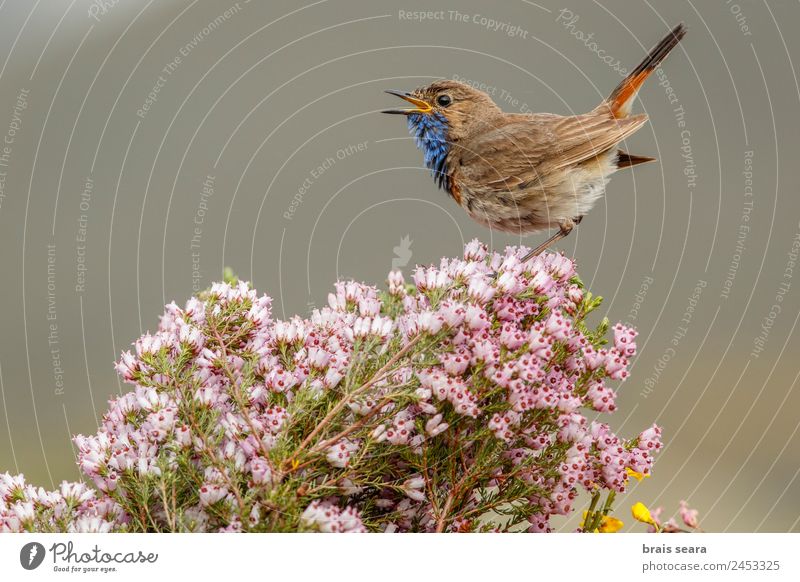 Bluethroat Ornithology A Royalty Free Stock Photo From Photocase