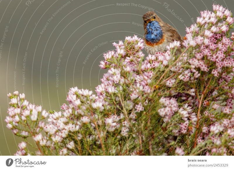 Bluethroat Leisure and hobbies Ornithology Biology Masculine Environment Nature Plant Animal Earth Spring Flower Field Wild animal Bird 1 Pink Love of animals