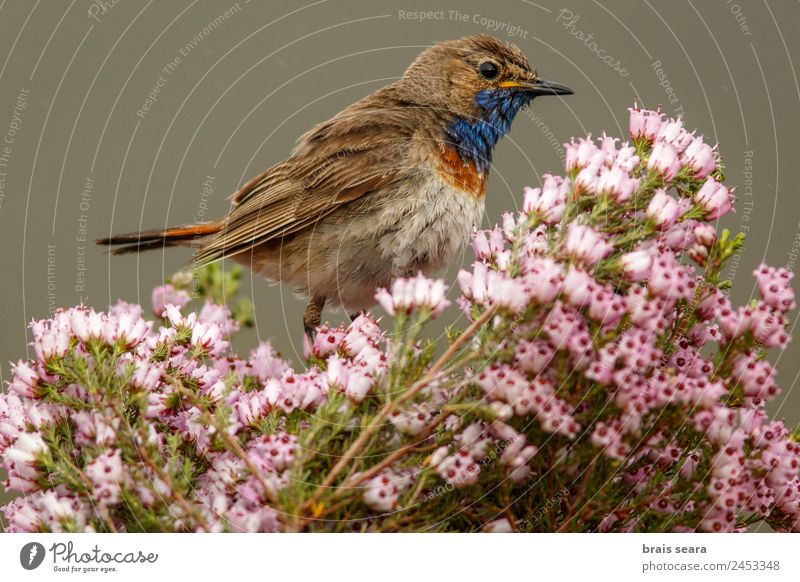Bluethroat Leisure and hobbies Ornithology Biology Masculine Environment Nature Plant Animal Earth Spring Flower Field Wild animal Bird 1 Multicoloured Violet