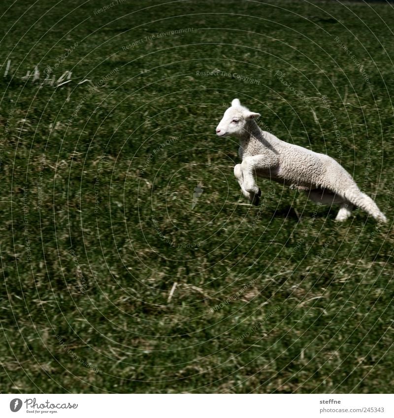Allow me, Philip Lamm Meadow Animal Farm animal Sheep Lamb Jump Subdued colour Exterior shot Animal portrait