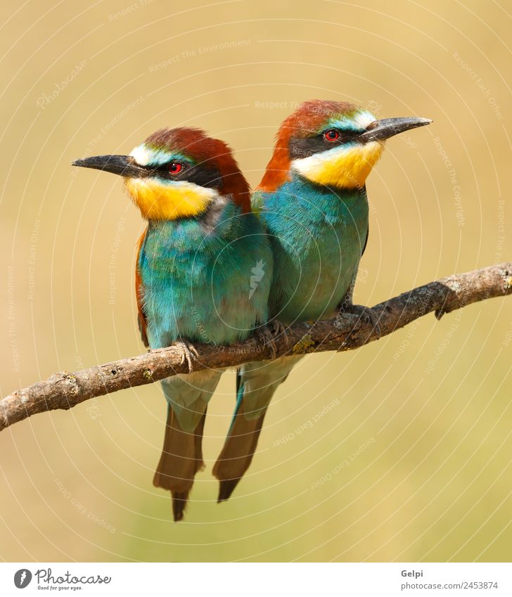 Couple of bee-eaters perched on a branch Eating Beautiful Environment Nature Animal Bird Bee Love Wild Blue Green Black White Colour wildlife colorful Thailand