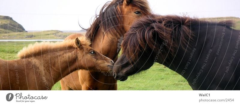 Icelandic horses Horse Foal Environmental protection National Park Untouched Europe Nature