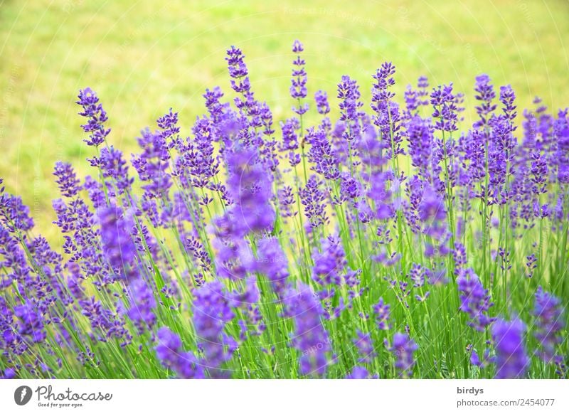 lavender Plant Summer Beautiful weather Flower Blossom Agricultural crop Lavender Garden Blossoming Fragrance Esthetic Authentic Fresh Natural Positive Yellow
