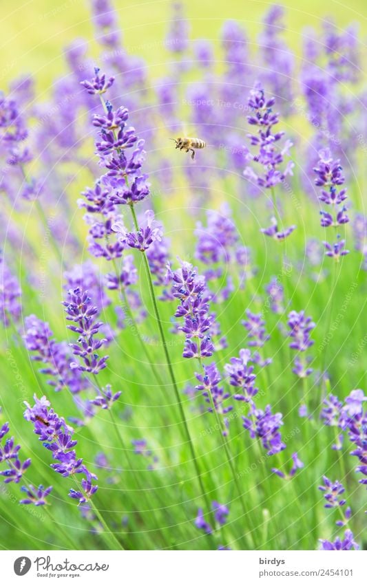 Delicious Lavender Nature Plant Animal Summer Beautiful weather Blossom Garden Bee 1 Blossoming Fragrance Flying Esthetic Authentic Positive Yellow Green Violet