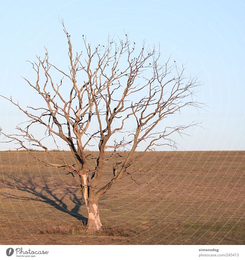 tree Environment Nature Plant Animal Horizon Summer Autumn Warmth Drought Tree Wild plant Bird Old To dry up Dry Loneliness Uniqueness Stagnating Death