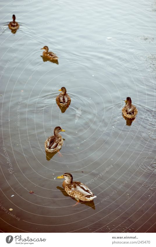 performance forgotten Water Pond Duck Swimming & Bathing Beak Colour photo Subdued colour
