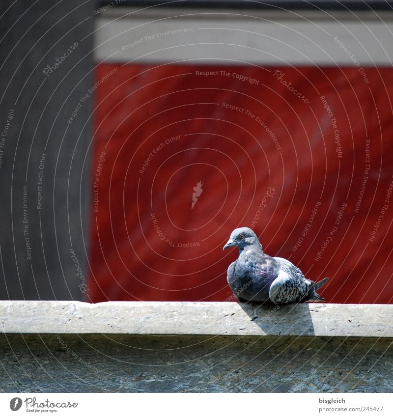 dove Animal Bird Pigeon 1 Sit Gray Red Relaxation Serene Calm Contentment Sunbathing Colour photo Exterior shot Deserted Copy Space top Day