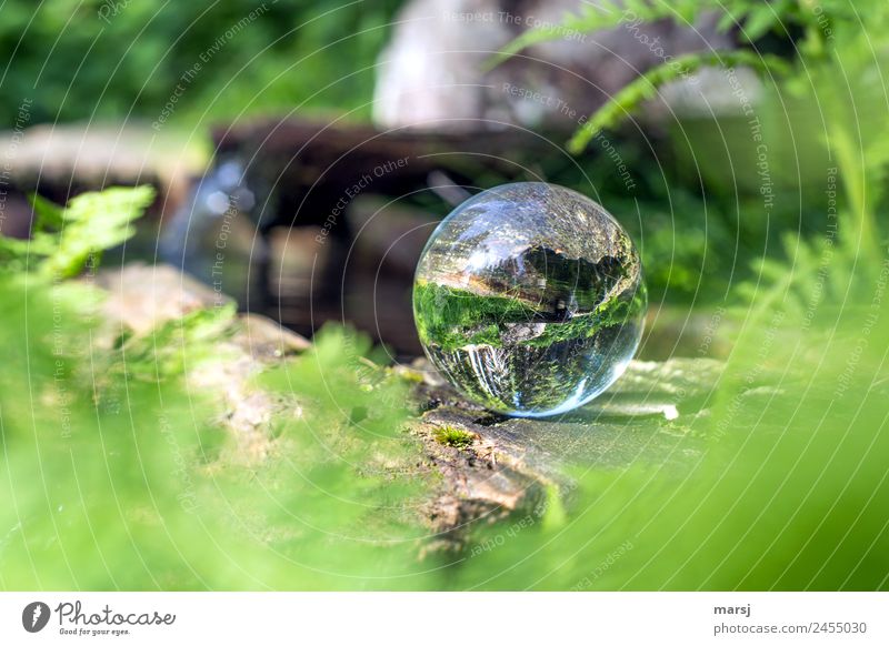 if even the water flows up. Life Harmonious Meditation Spring Plant Fern Well Glass ball Green Spring fever Anticipation Purity Beginning