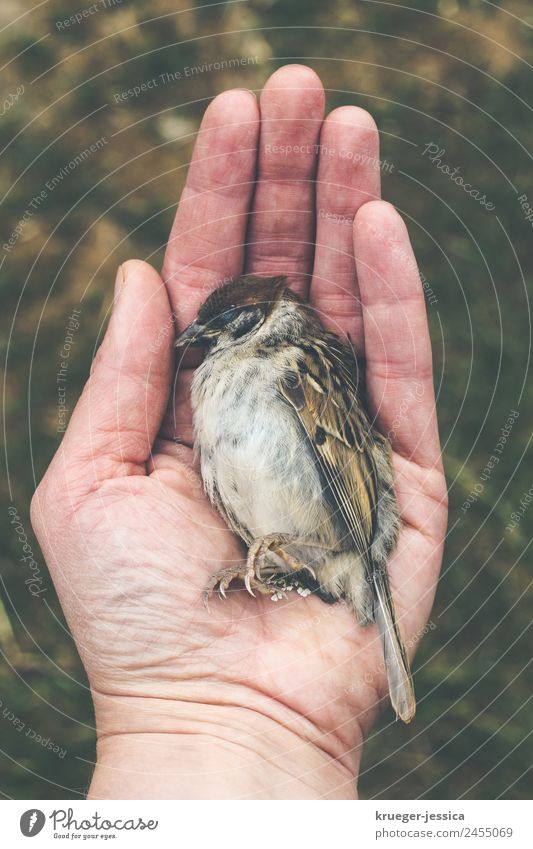 Poor sparrow Nature Dead animal Bird Sparrow 1 Animal Sadness Small To console Grief Death Colour photo Exterior shot Day