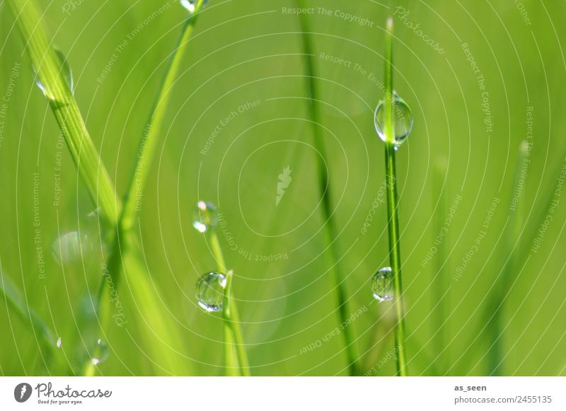 Pearls in the grass Healthy Health care Wellness Life Senses Spa Garden Environment Nature Plant Water Drops of water Spring Summer Climate Grass Leaf