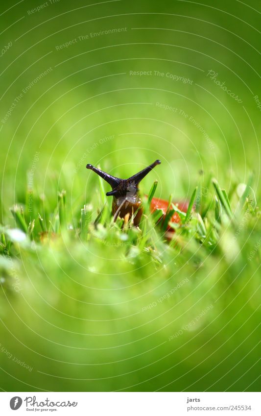 I'm naked... Plant Grass Meadow Wild animal Snail Looking Nature Colour photo Exterior shot Close-up Deserted Copy Space top Copy Space bottom Day Light