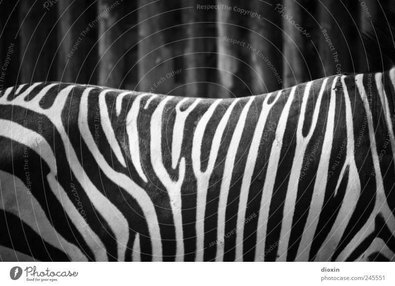 black-and-white photo Animal Wild animal Pelt Zoo Zebra 1 Stand Black White Pattern Stripe Zebra crossing Black & white photo Deserted