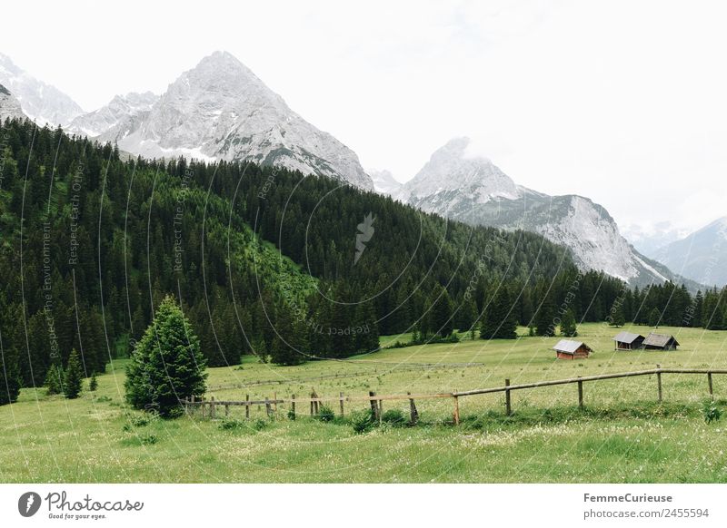 Meadow, trees and the alps Nature Landscape Idyll Hut Wooden hut Mountain Alps Coniferous forest Summer Travel photography Vacation & Travel