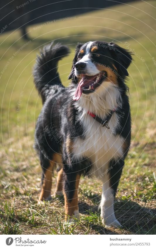Dog breed Bernese Mountain Dog - a Royalty Free Stock Photo from Photocase