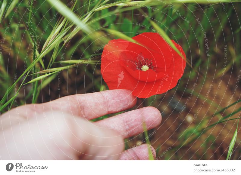 Hand touching a red poppy Fingers Nature Landscape Plant Spring Summer Blossom Wild plant Poppy Touch Blossoming Esthetic Authentic Simple Fresh Near Natural