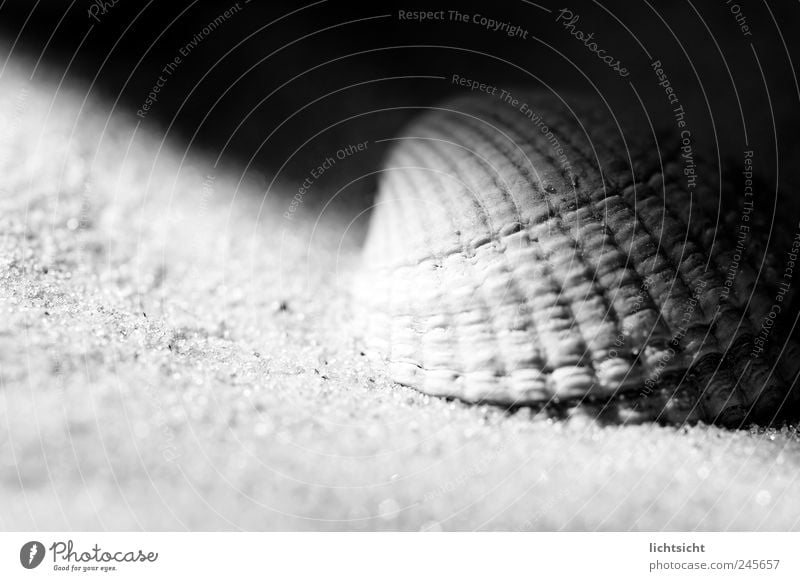 semi-shade Environment Nature Sand Coast Beach North Sea Baltic Sea Ocean Island Black White Mussel Mussel shell Close-up Grain of sand Penumbra Contrast Groove