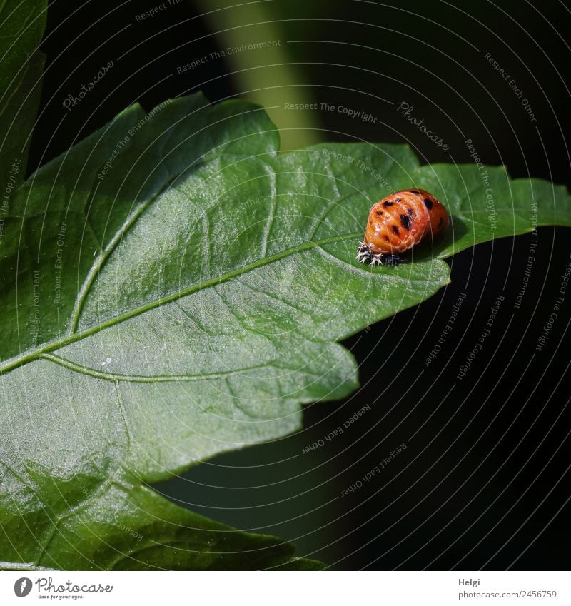 ladybird larva Environment Nature Plant Summer Leaf Garden Animal Beetle Larva 1 Exceptional Uniqueness Small Natural Green Orange Life Change Colour photo